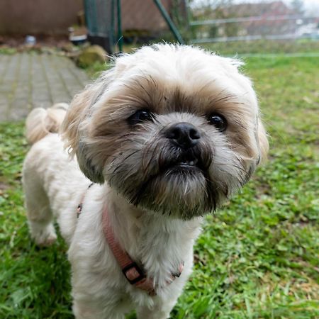 Fewo Harzer Weitblick, Hunde Willkommen, W-Lan, 2X Smart Tv, Dtv 4 Sterne, 4 Pfoten Braunlage Ngoại thất bức ảnh